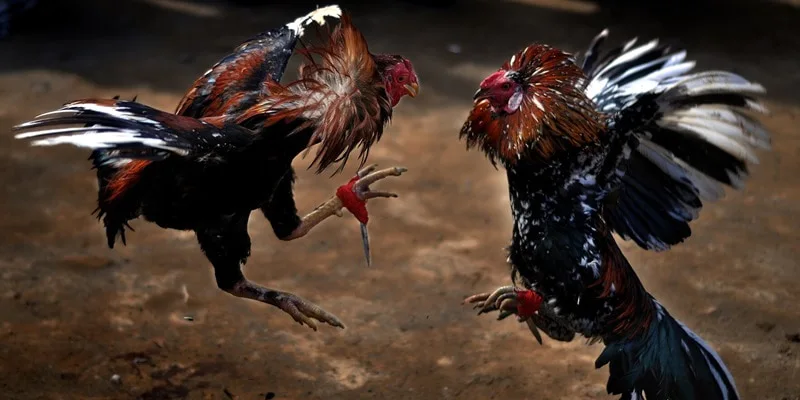 Đá Gà 789P 6 Người chơi tha hồ lựa chọn kèo cược ở sảnh đá gà nhà cái