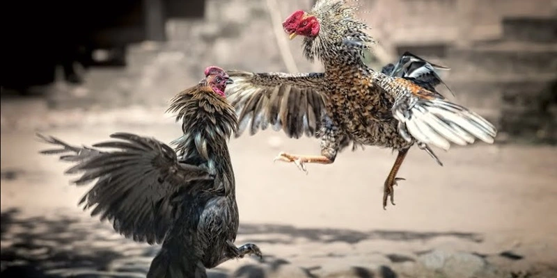 Đá Gà 789P 5 Nhà cái xây dựng sảnh đá gà hội tụ nhiều ưu điểm vượt trội