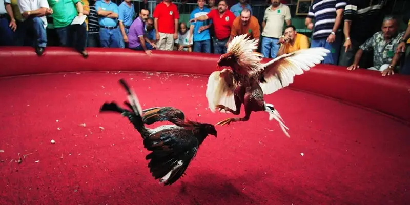 Đá Gà 789P 4 Tìm hiểu đôi nét về sảnh đá gà ở nhà cái 789P